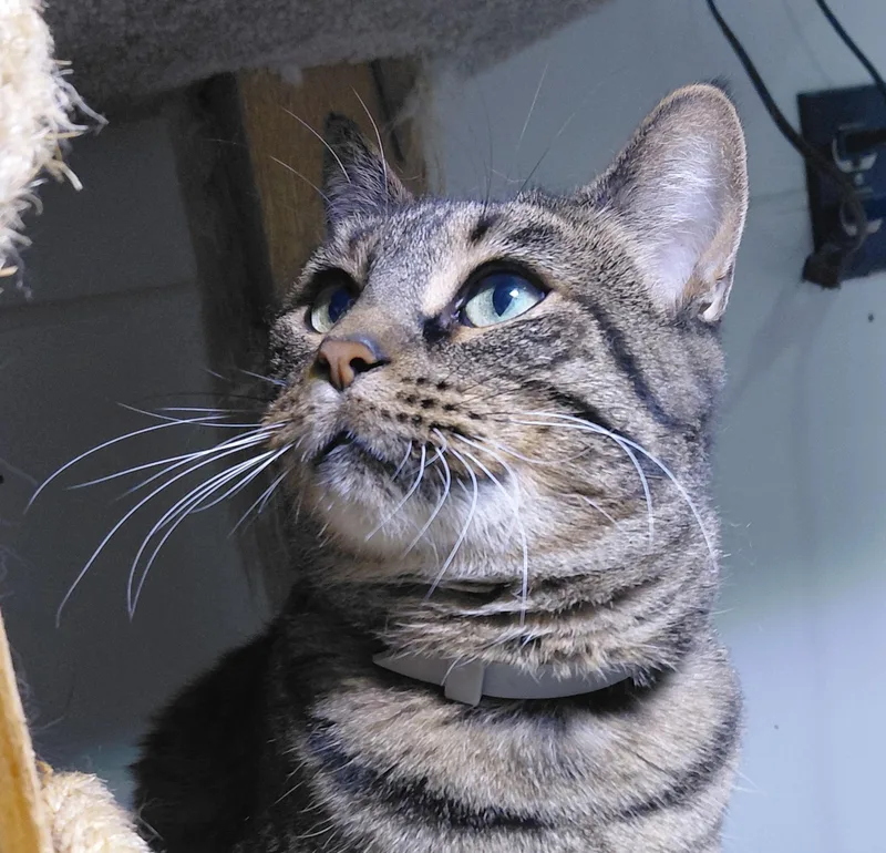 An adult large-sized female Domestic Short Hair cat named Bella for adoption in Billings, MT