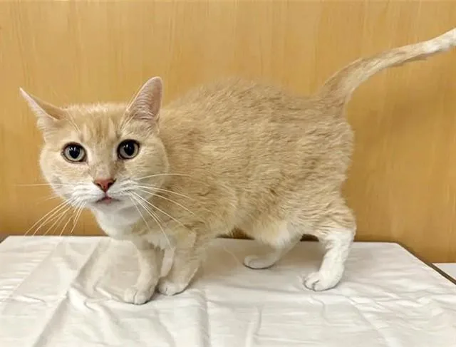 A senior small-sized female Domestic Short Hair cat named Kiki for adoption in Saint Louis, MO