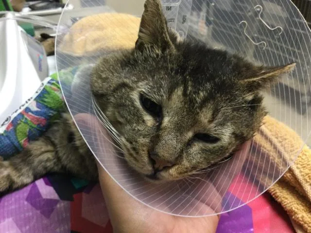 An adult small-sized male Domestic Short Hair cat named Nelson for adoption in Riverside, CA