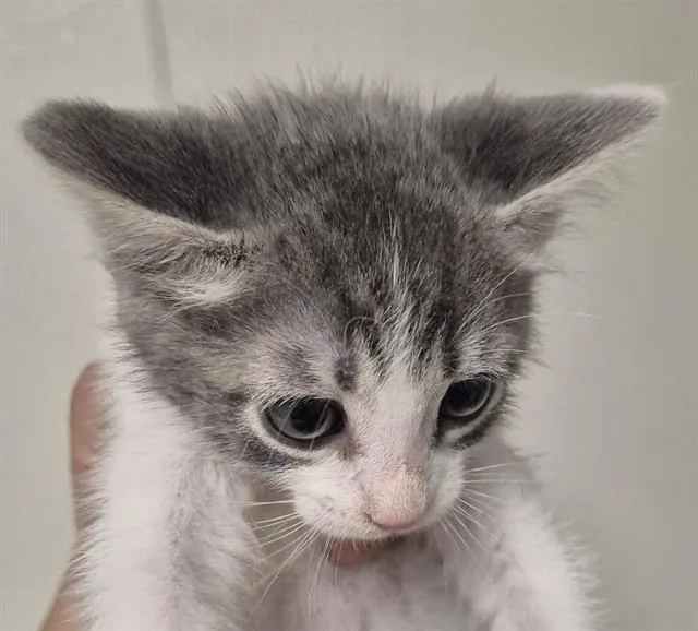 A baby small-sized male Domestic Short Hair cat named Captain for adoption in Bakersfield, CA