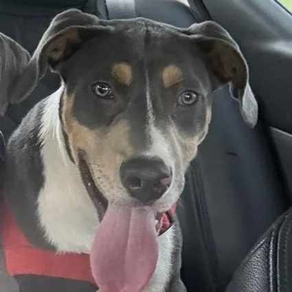 A baby medium-sized male Bicolor American Staffordshire Terrier dog named Valentino for adoption in Lancaster, SC