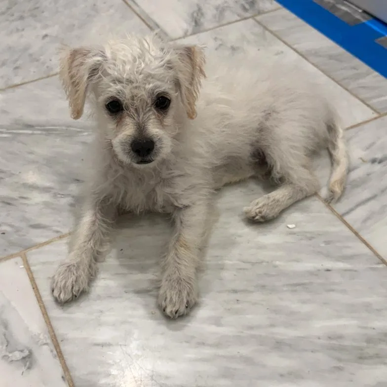 A baby small-sized female Poodle dog named Cotton Candy for adoption in Escondido, CA