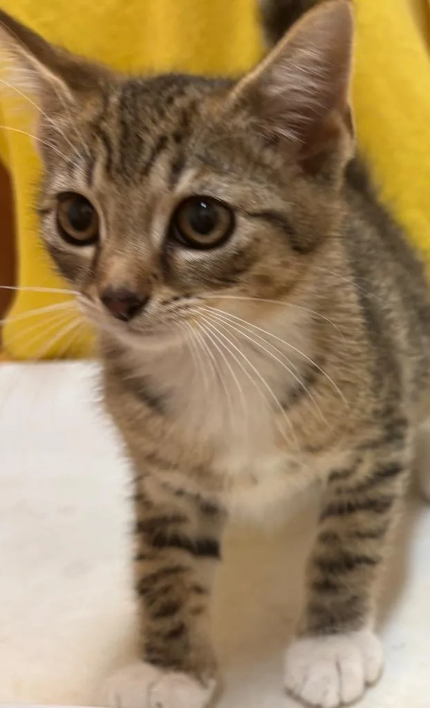 A baby small-sized male Domestic Short Hair cat named Mowgli for adoption in Elizabethton, TN