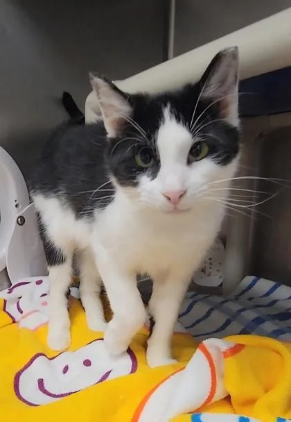 An adult medium-sized female Domestic Short Hair cat named Bella for adoption in Elmira, NY