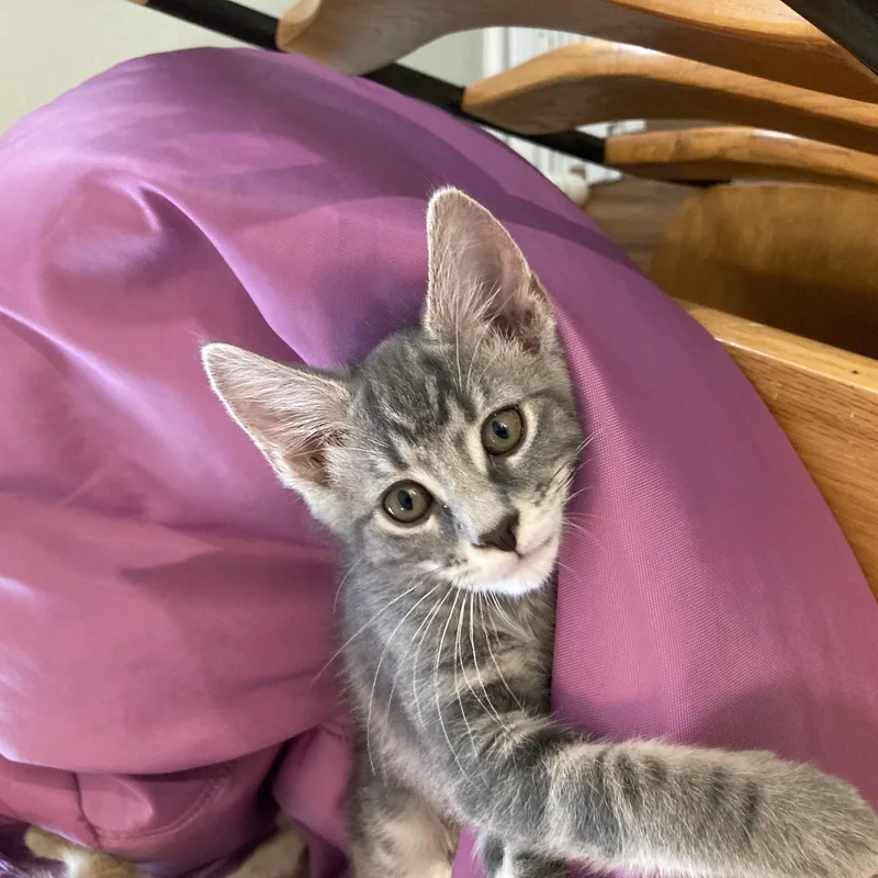 A baby medium-sized male Tabby (Gray / Blue / Silver) Domestic Short Hair cat named Rory for adoption in Greensboro, NC