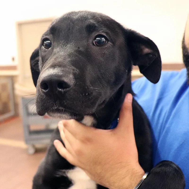 A baby medium-sized male Mixed Breed dog named Skipper for adoption in Port Washington, NY