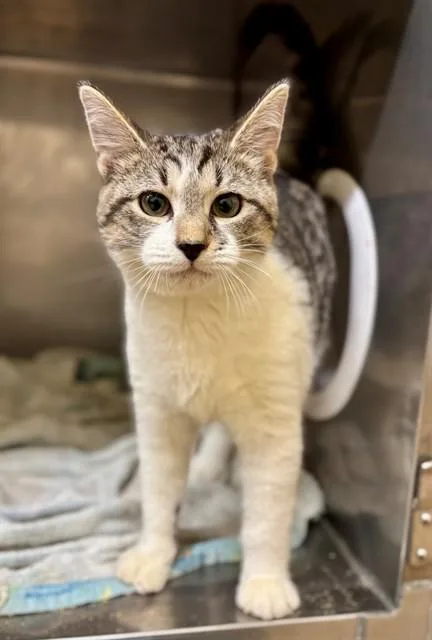 A baby small-sized male Domestic Short Hair cat named Tipton for adoption in York, SC
