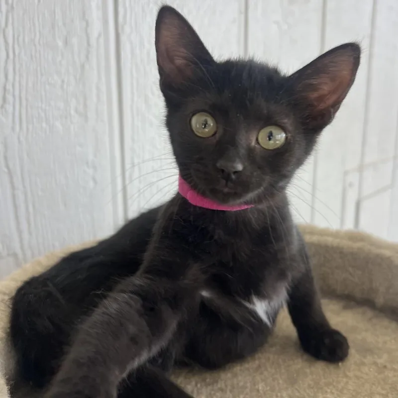 A baby small-sized female Black Domestic Short Hair cat named Mia for adoption in Temecula, CA