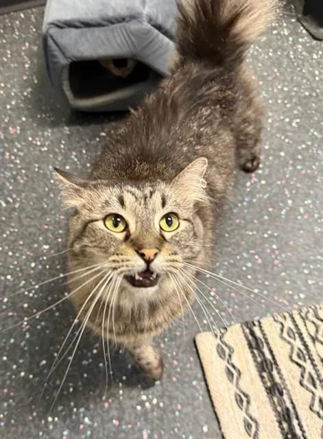 An adult medium-sized female Domestic Long Hair cat named Eight for adoption in Peoria, IL