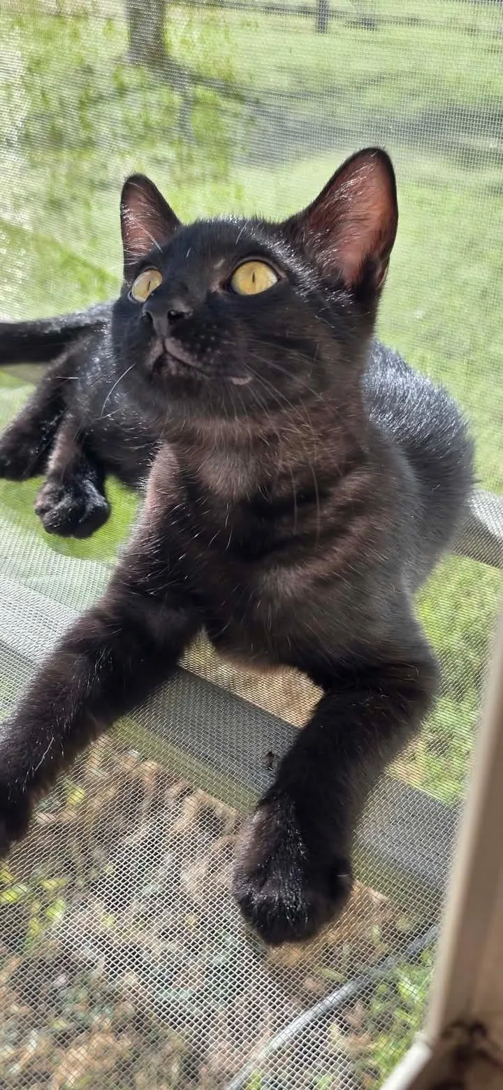 A young medium-sized male Domestic Short Hair cat named Loki for adoption in Richmond, KY
