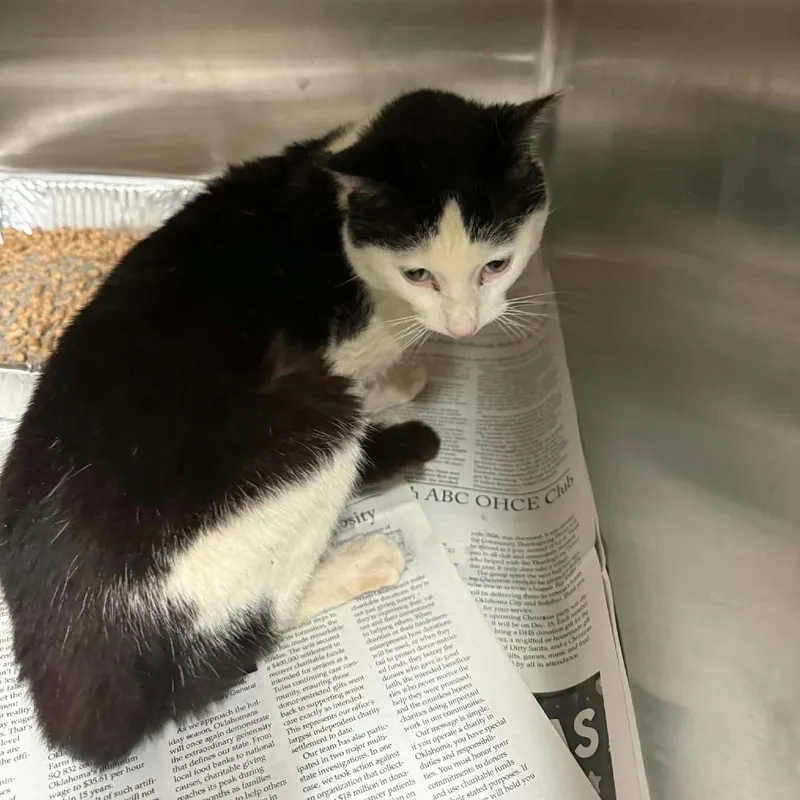 A senior medium-sized male White Domestic Short Hair cat named Termite for adoption in Pauls Valley, OK