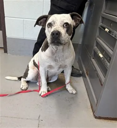 An adult medium-sized female Pit Bull Terrier dog named Chica for adoption in Corpus Christi, TX