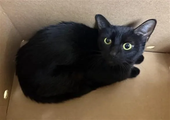 A young small-sized female Domestic Short Hair cat named Mina for adoption in Sacramento, CA