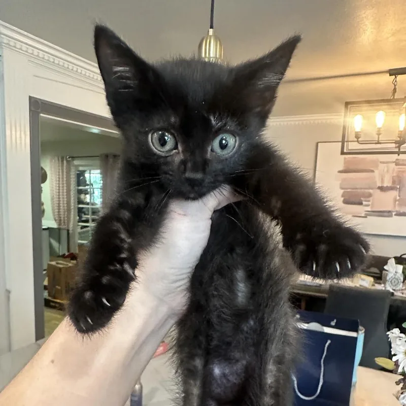 A baby small-sized male Black Domestic Short Hair cat named Thorsten for adoption in Tustin, CA