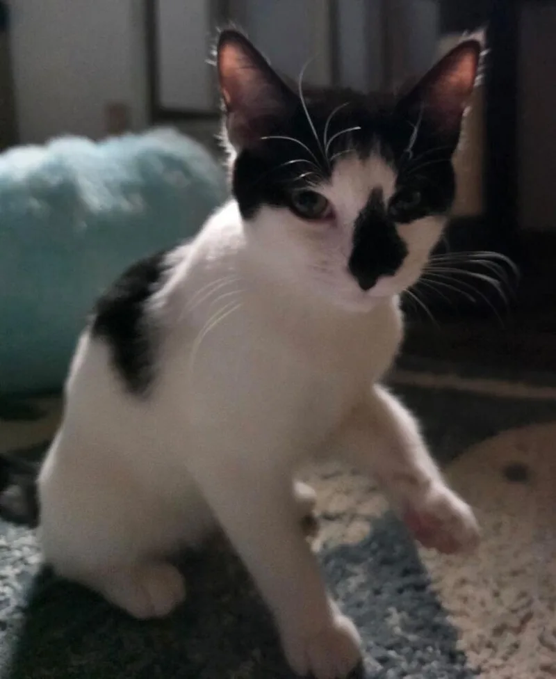 A baby small-sized female Black & White / Tuxedo Domestic Short Hair cat named Bonfire for adoption in Virginia Beach, VA