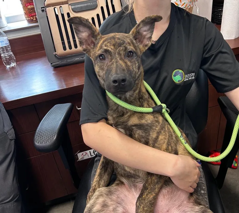 A baby medium-sized female Shepherd dog named Michelle for adoption in Gautier, MS