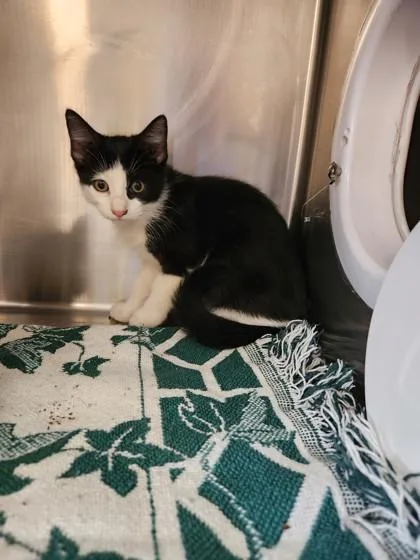 A baby small-sized male Domestic Short Hair cat named Aragorn for adoption in Independence, MO