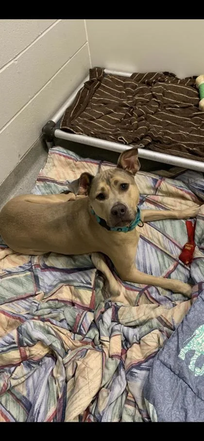 An adult small-sized male Mixed Breed dog named Bo for adoption in Beatrice, NE