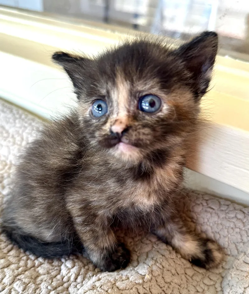 A baby medium-sized female Tortoiseshell Domestic Medium Hair cat named Brixell for adoption in Sherman Oaks, CA