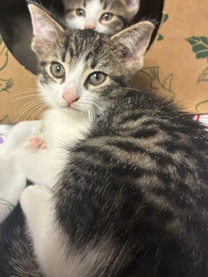 A baby small-sized male Domestic Short Hair cat named Romane for adoption in West Chester, PA