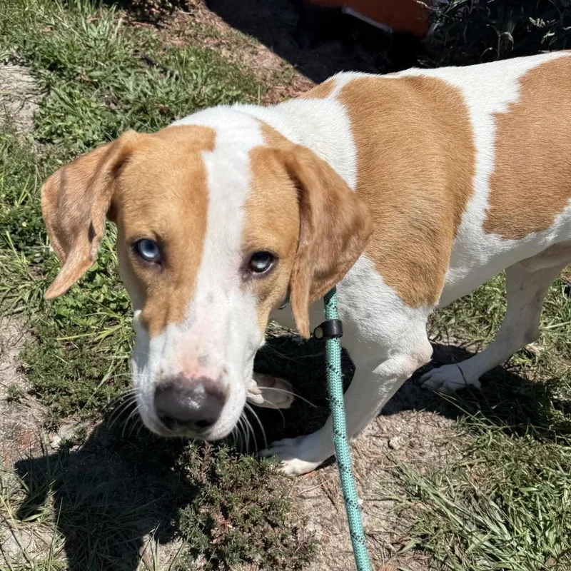 An adult large-sized male White / Cream Pit Bull Terrier dog named Ken for adoption in Port Richey, FL