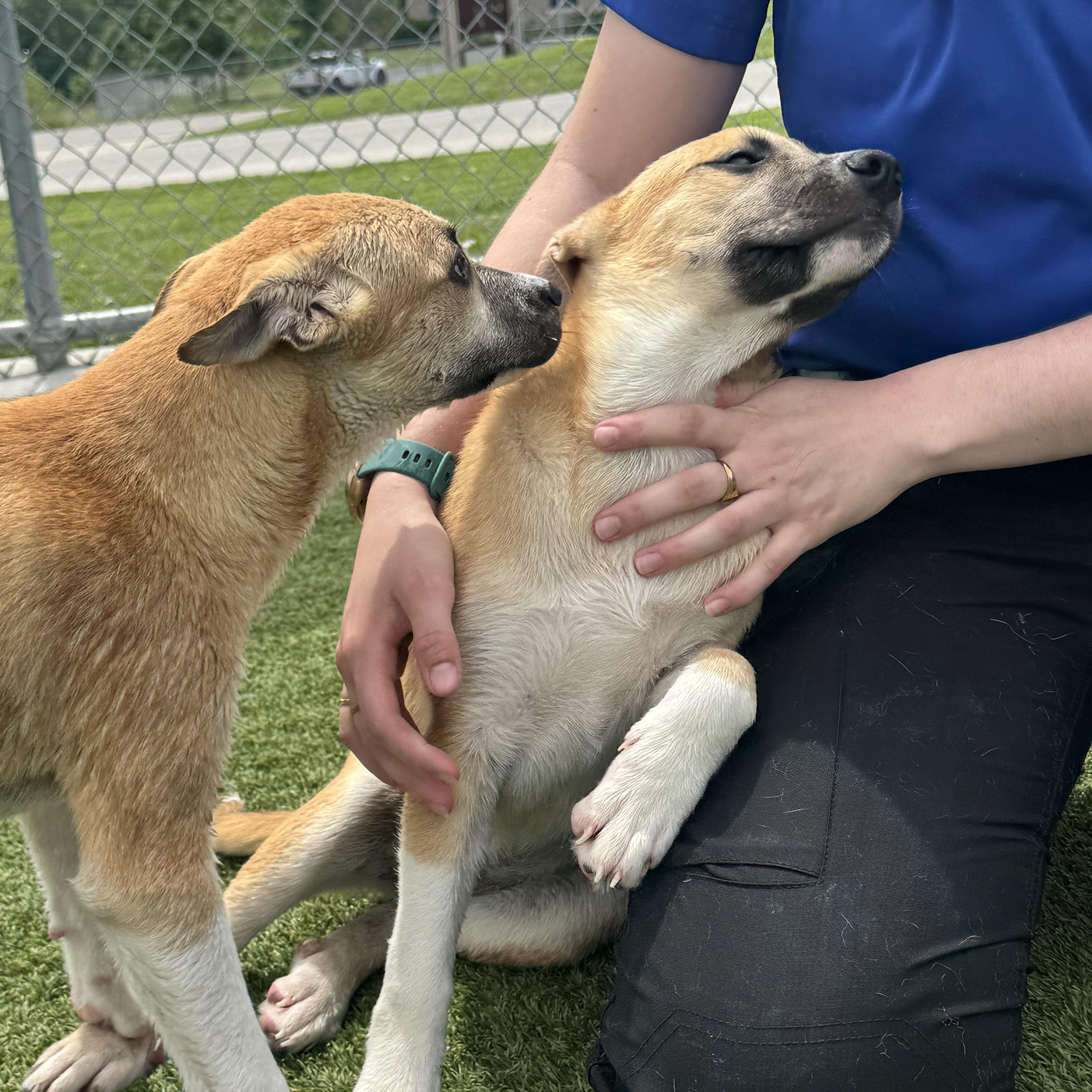 A baby large-sized female Yellow / Tan / Blond / Fawn Shepherd dog named Cassie for adoption in Liberty, MO