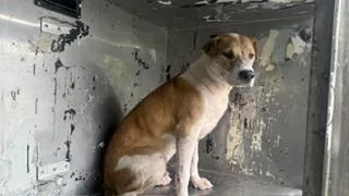 A young medium-sized male Mixed Breed dog named Chief for adoption in Dallas, TX