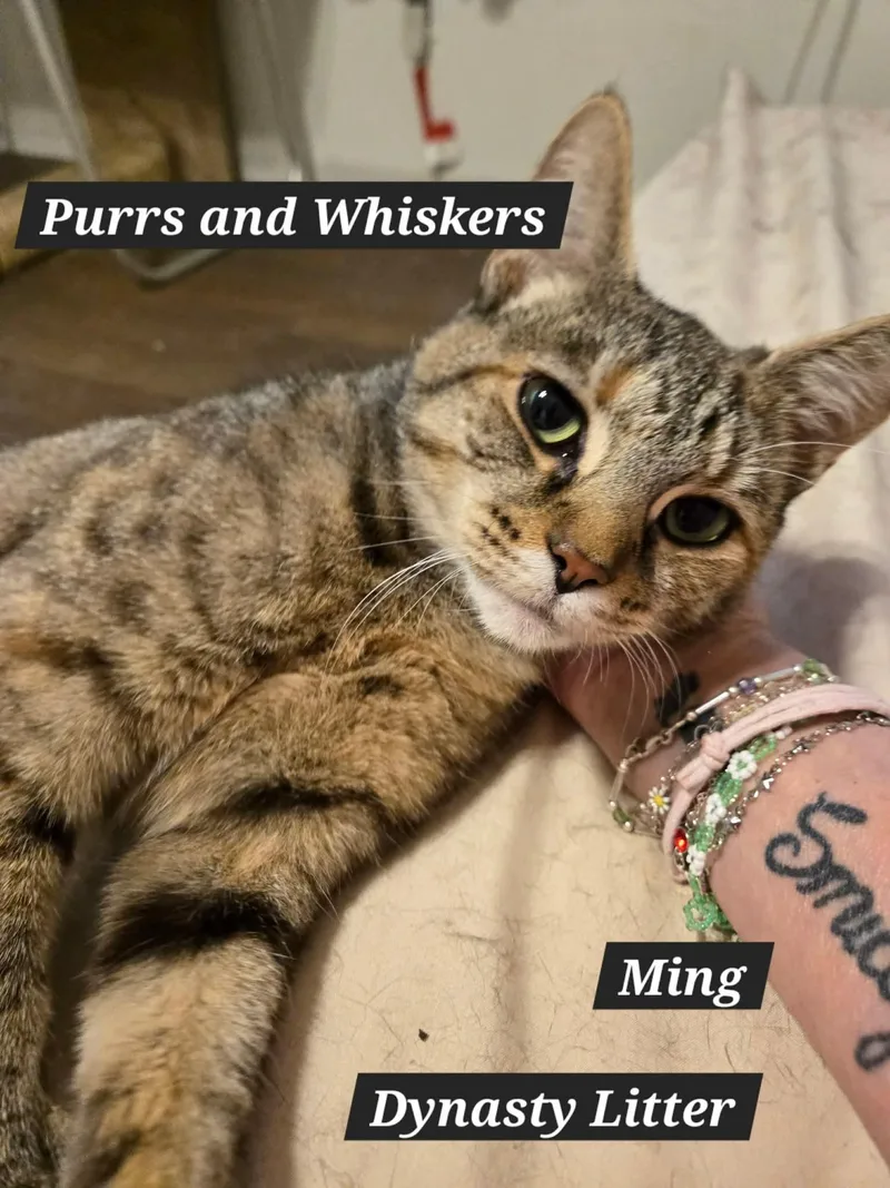 A young medium-sized female Domestic Short Hair cat named Ming for adoption in New Hartford, NY