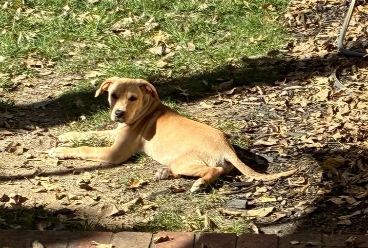 A baby large-sized female White / Cream Labrador Retriever dog named Toffee for adoption in New Albany, OH