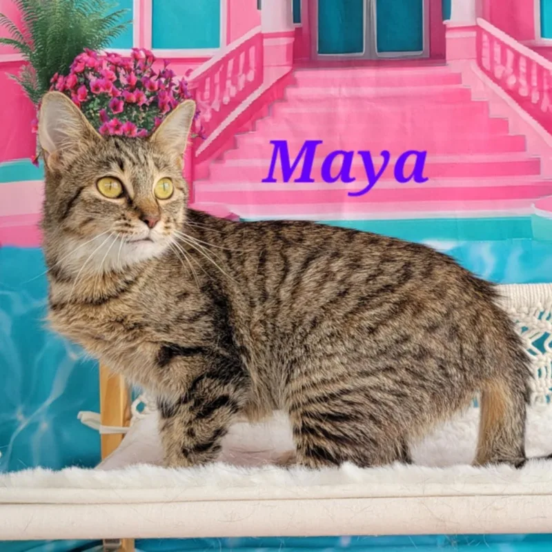 Maya