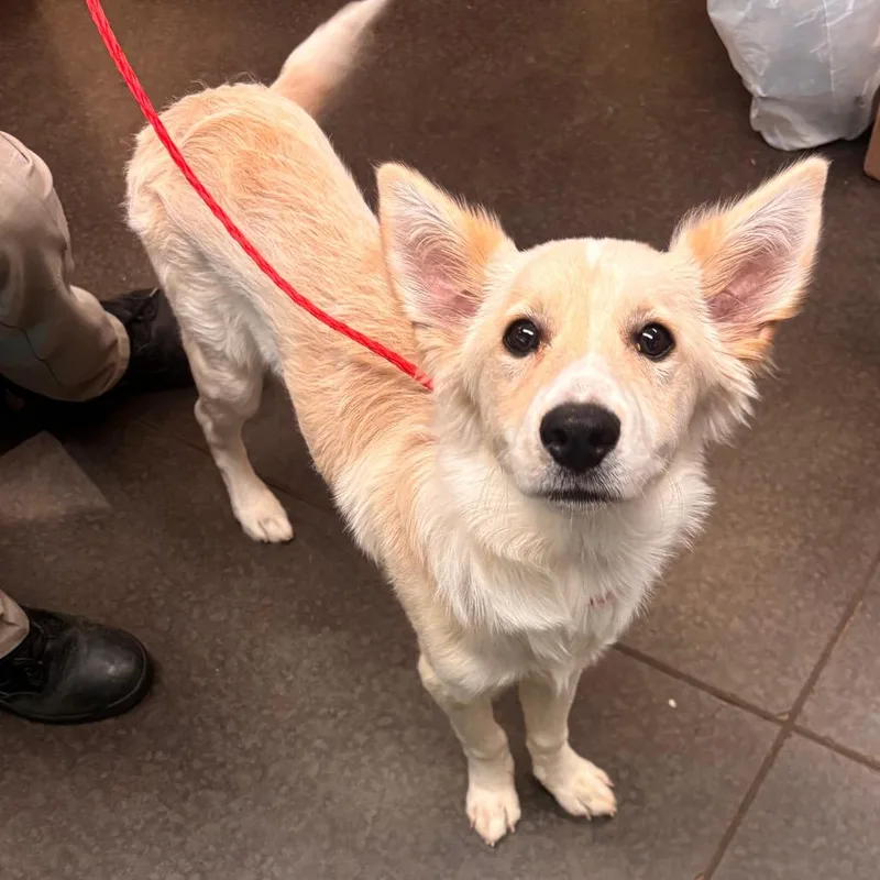 A baby medium-sized male White / Cream Australian Shepherd dog named Kirby for adoption in Norman, OK