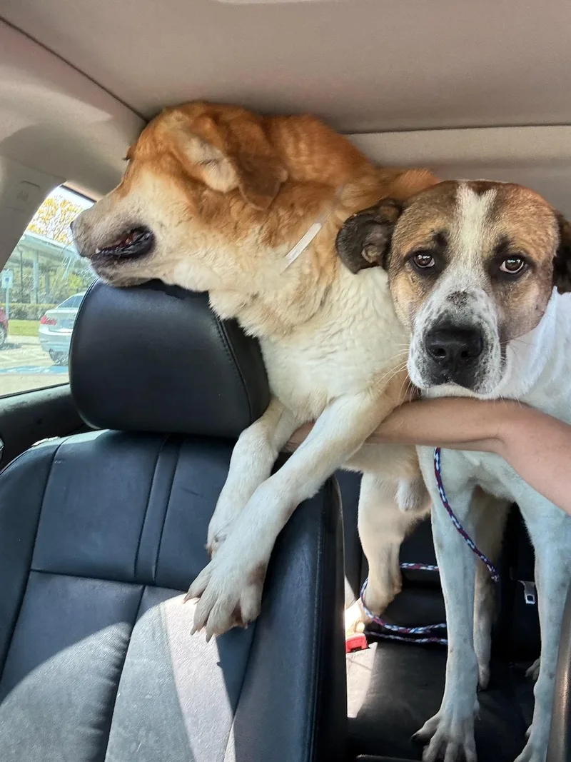A young large-sized male Yellow / Tan / Blond / Fawn Labrador Retriever dog named Pumba for adoption in Corsicana, TX