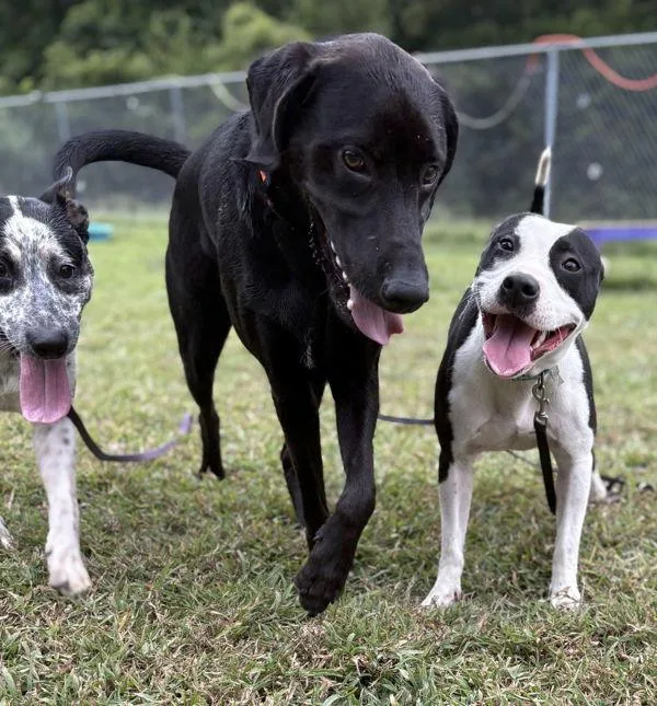 A young medium-sized female Pit Bull Terrier dog named Sheva for adoption in Virginia Beach, VA