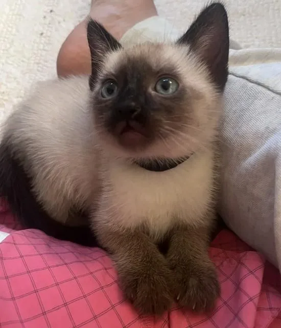 A baby large-sized male Domestic Short Hair cat named Beluca for adoption in Camarillo, CA