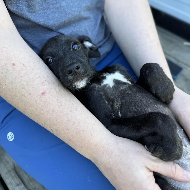 A baby medium-sized male Poodle dog named Boo for adoption in China Township, MI