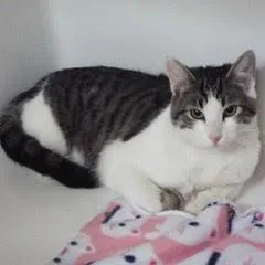 A young medium-sized male Black Domestic Short Hair cat named Marbles for adoption in Green Valley, AZ