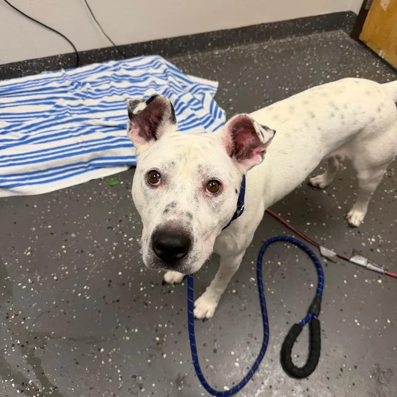 An adult medium-sized male White / Cream Mixed Breed dog named Sueco for adoption in Columbiana, AL