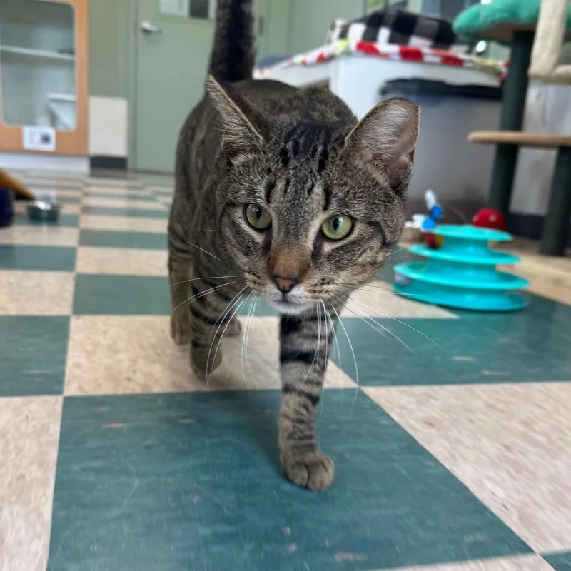 An adult large-sized male Domestic Short Hair cat named Rockefeller for adoption in Easton, PA