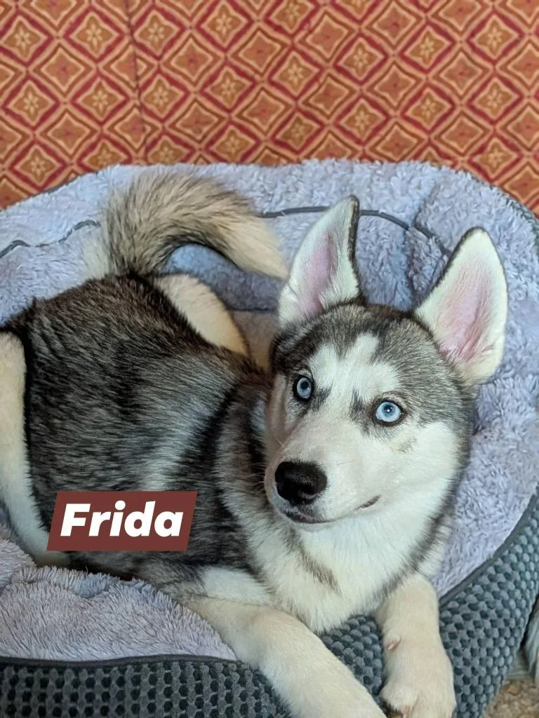 Frida