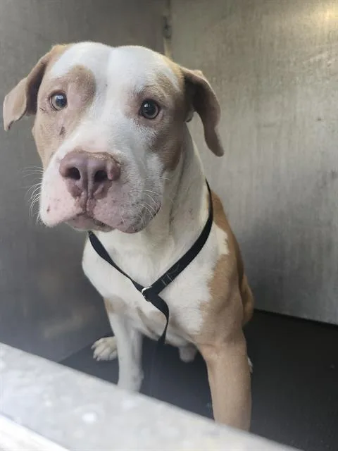 A young large-sized male American Staffordshire Terrier dog named Bear for adoption in San Antonio, TX