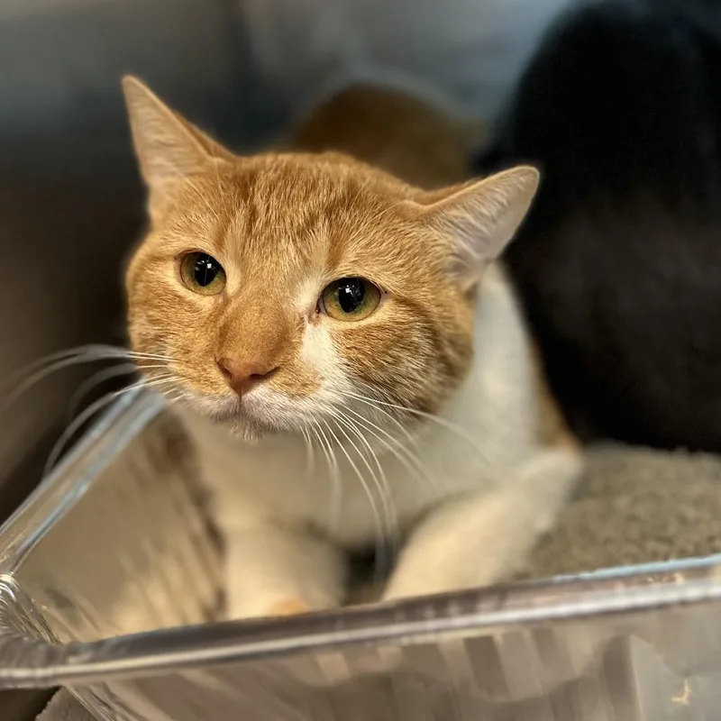 A young medium-sized male Orange / Red Domestic Short Hair cat named Abner for adoption in Matteson, IL