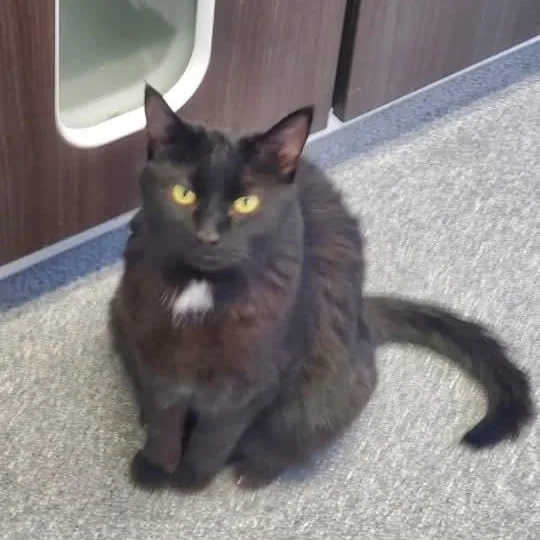 An adult medium-sized female Black Domestic Short Hair cat named Shadow for adoption in Beulah, MI