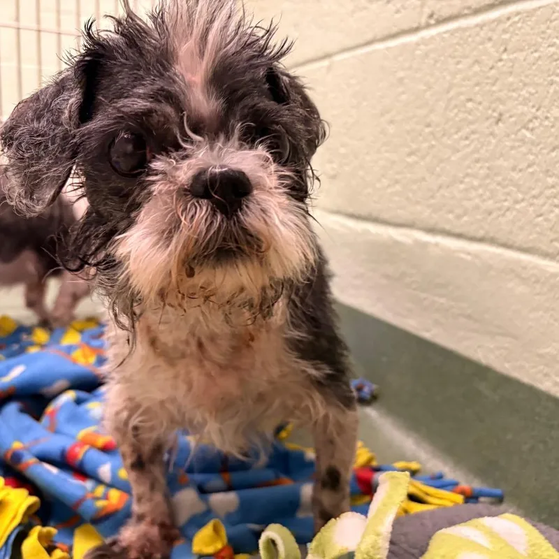 A senior small-sized male Black Shih Tzu dog named Gravy for adoption in West Palm Beach, FL