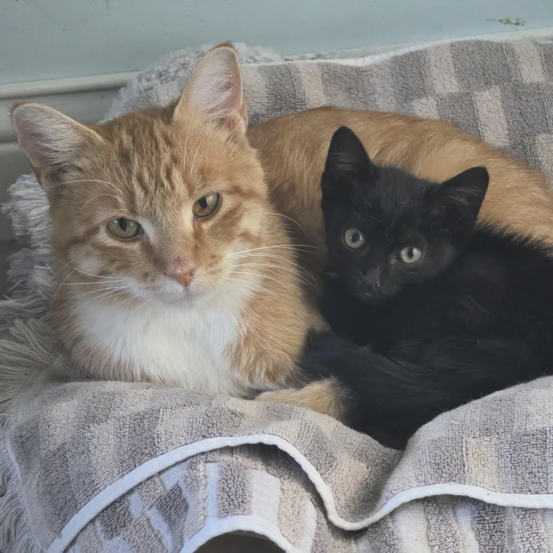 A young large-sized male Orange & White Domestic Short Hair cat named Cheddar for adoption in Saint Paul, MN