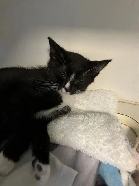 A baby small-sized male Domestic Short Hair cat named Logan for adoption in Long Beach, CA