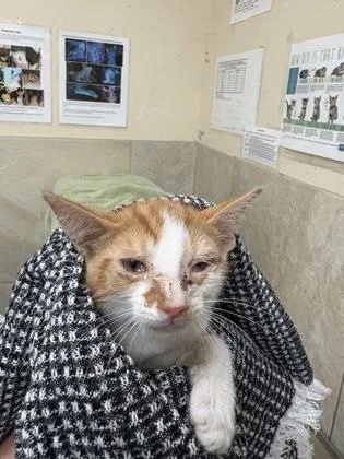 A baby small-sized male Domestic Short Hair cat named Nsync for adoption in Honolulu, HI
