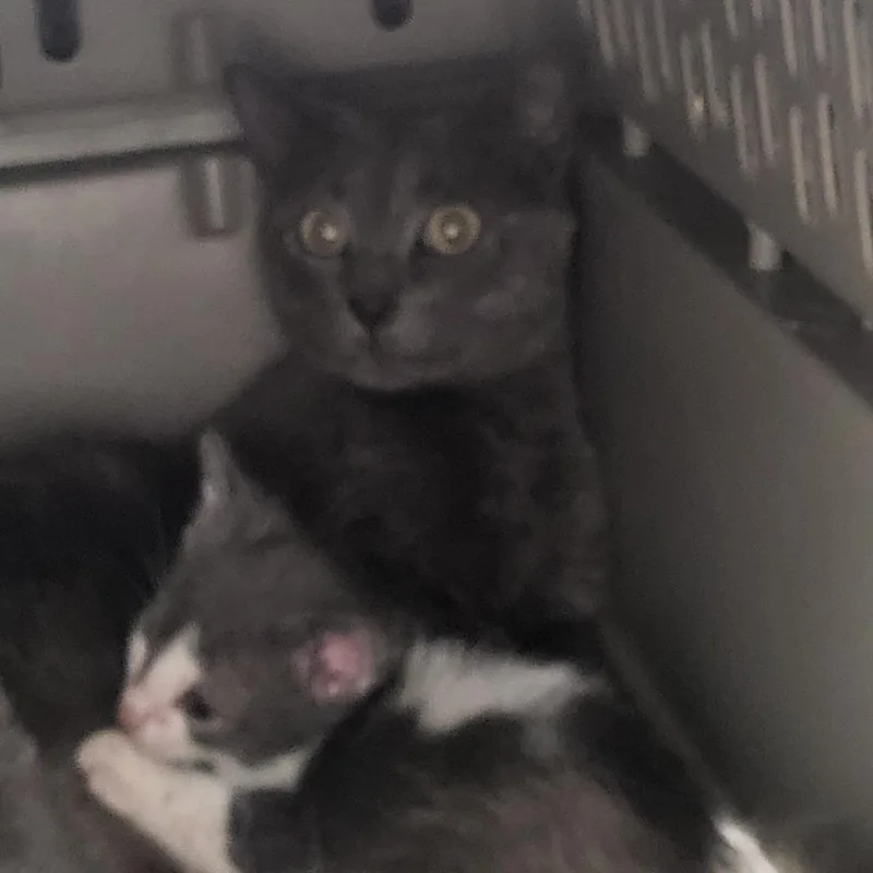 An adult small-sized female Gray / Blue / Silver Domestic Short Hair cat named Boise for adoption in Kanab, UT