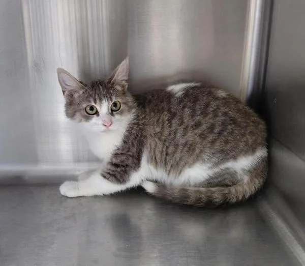 A baby small-sized female Domestic Short Hair cat named Bobbie for adoption in Tulare, CA