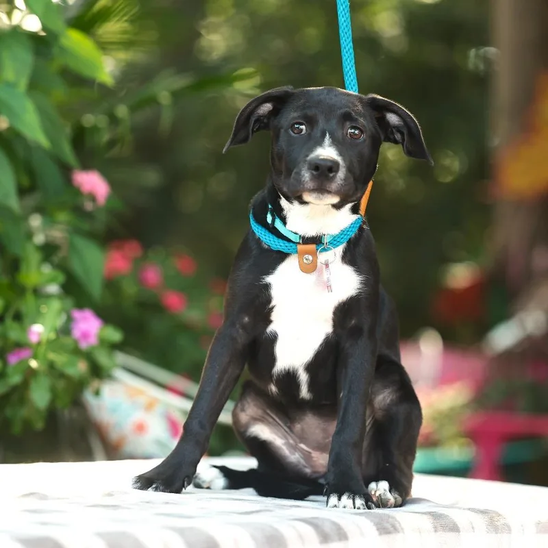 A baby small-sized female Black Labrador Retriever dog named Denise for adoption in Wake Forest, NC