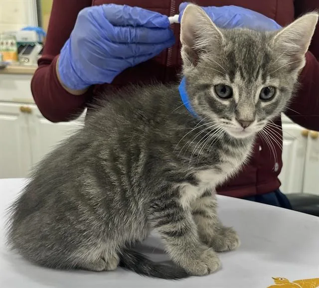 A baby small-sized male Domestic Short Hair cat named Bone for adoption in Upper Marlboro, MD